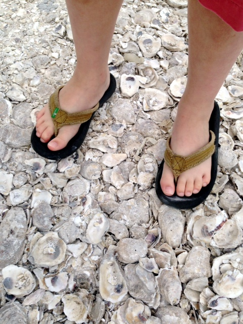 oversized oysters & beach days