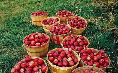 Fall is in the Air- Inspiration