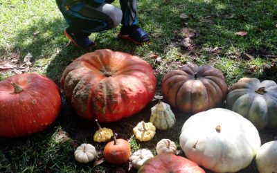 Deadlines & Pumpkins