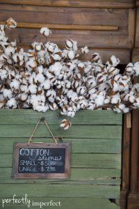 Boxwood Planter & Cotton Stems