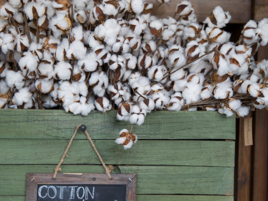 Boxwood Planter & Cotton Stems