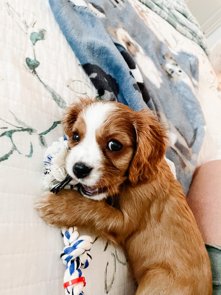 Clementine the King Charles Cavalier | Inviting Joy In | Shaunna Parker Studio