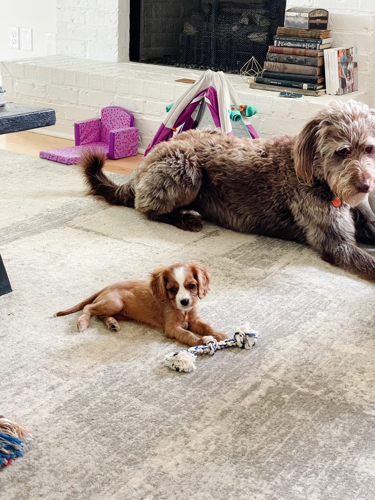 Clementine the King Charles Cavalier | Inviting Joy In | Shaunna Parker Studio