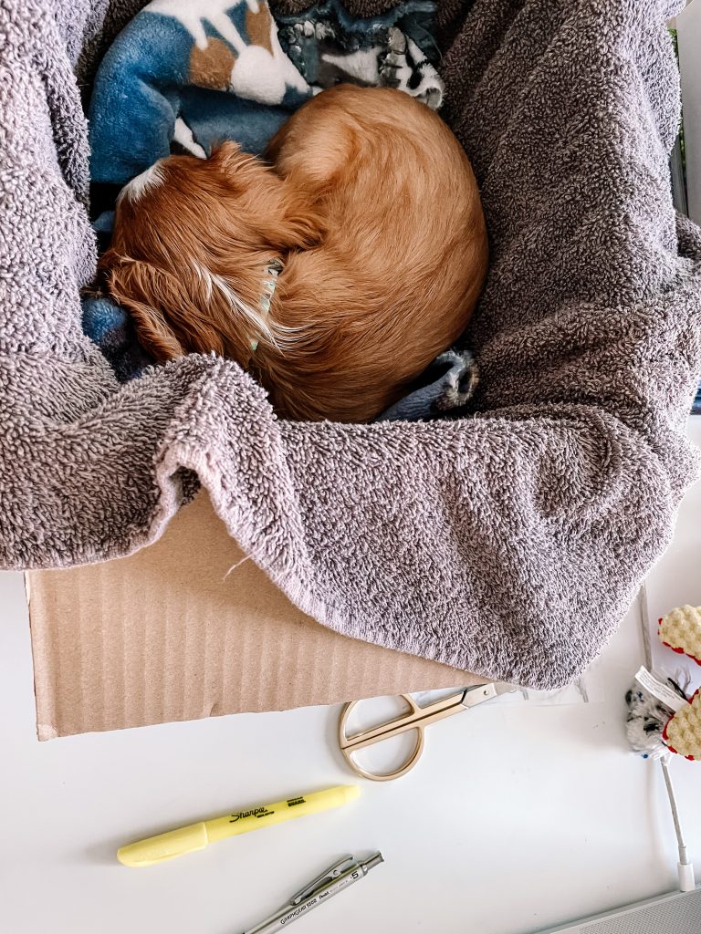 Clementine the King Charles Cavalier | Inviting Joy In | Shaunna Parker Studio