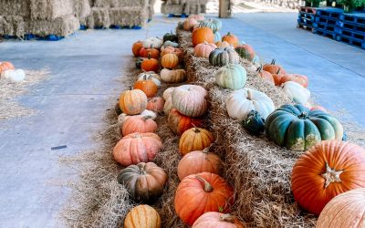 25 Ways to Find Fall Magic